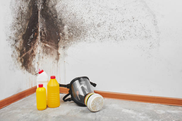 Best Residential Mold Removal  in Essex Fells, NJ