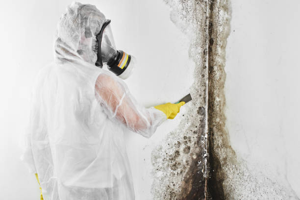 Best Fast Mold Removal  in Essex Fells, NJ
