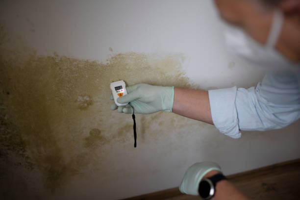 Best Certified Mold Removal  in Essex Fells, NJ