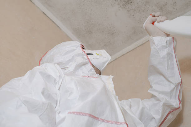 Best Local Mold Removal Service  in Essex Fells, NJ