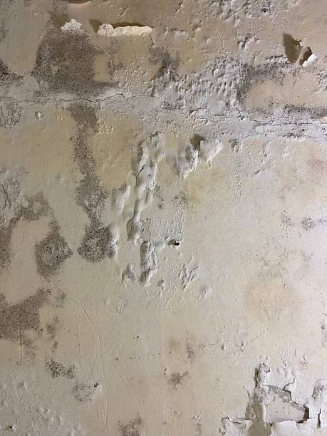 Best Mold Testing  in Essex Fells, NJ