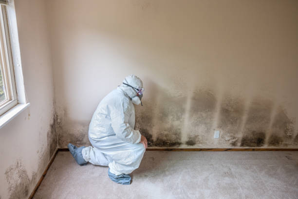 Essex Fells, NJ Mold Removal Company