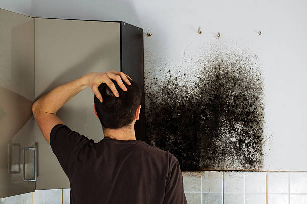 Best Mold Damage Repair  in Essex Fells, NJ