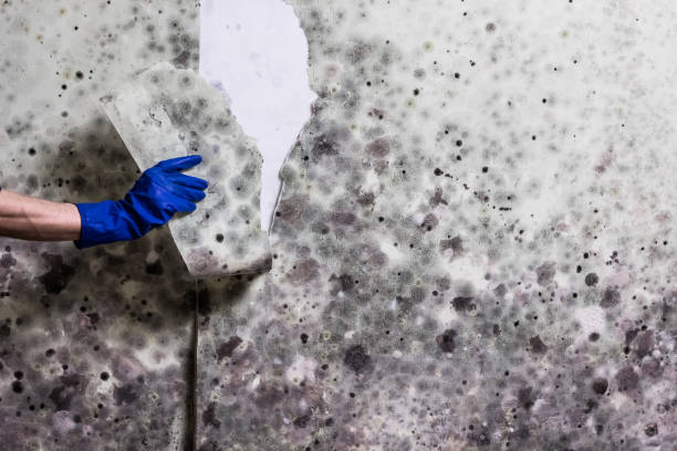 Best Affordable Mold Removal  in Essex Fells, NJ